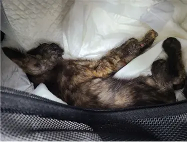 한국 고양이 보호중 사진