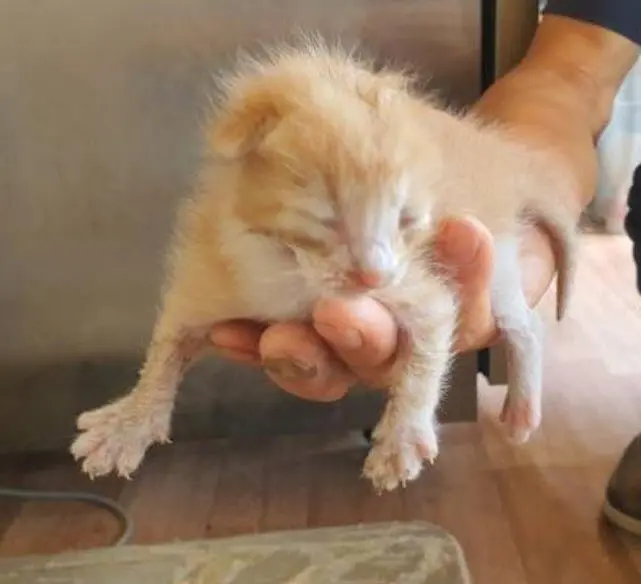 한국 고양이 보호중 사진