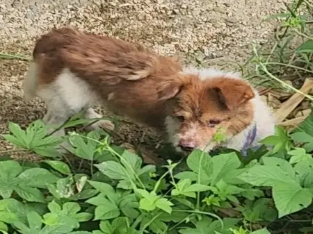 믹스견 보호중 사진