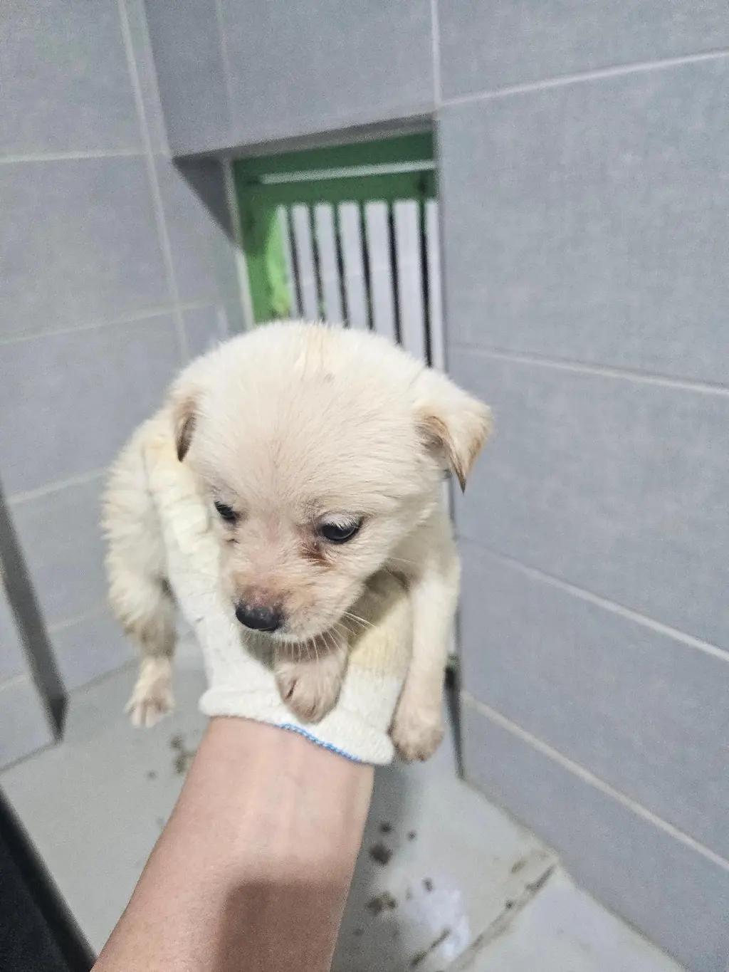 믹스견 보호중 사진
