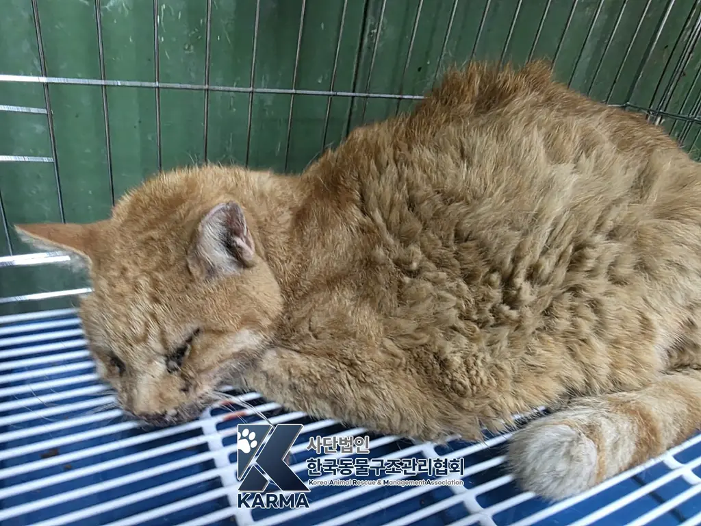 한국 고양이 보호중 사진