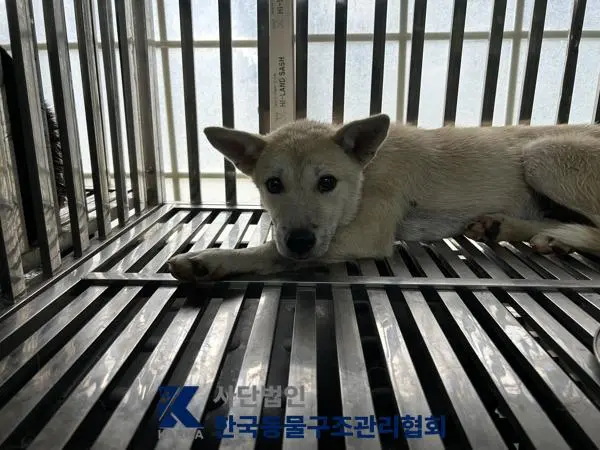 믹스견 보호중 사진
