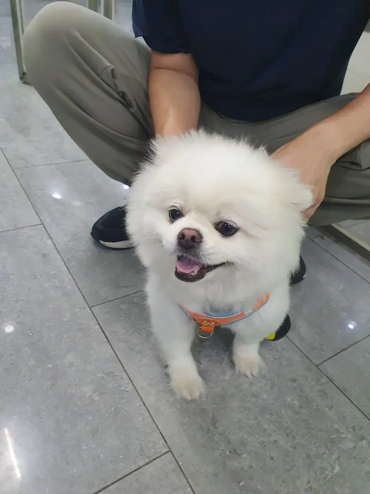 포메라니안 보호중 사진