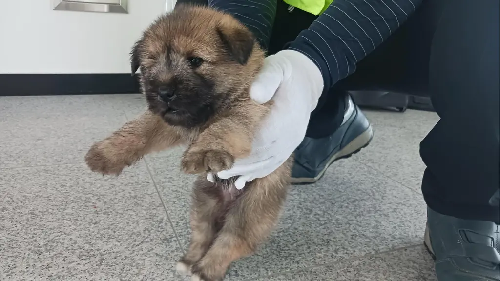 믹스견 보호중 사진