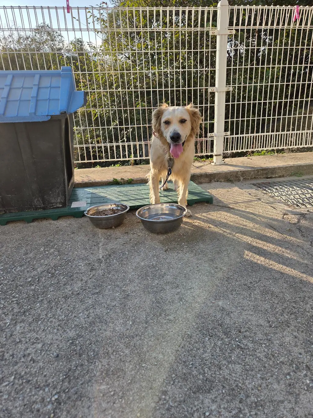 골든 리트리버 보호중 사진