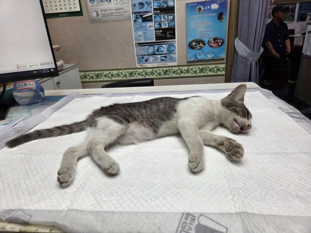 한국 고양이 보호중 사진