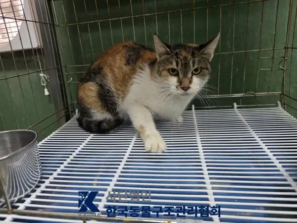 한국 고양이 보호중 사진