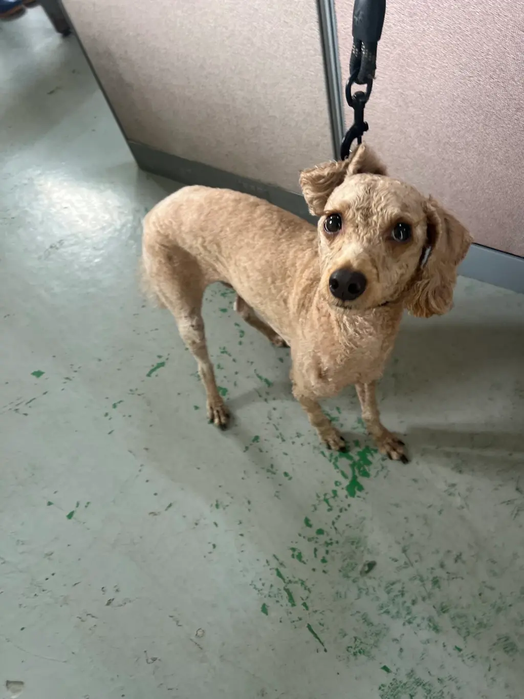 푸들 보호중 사진