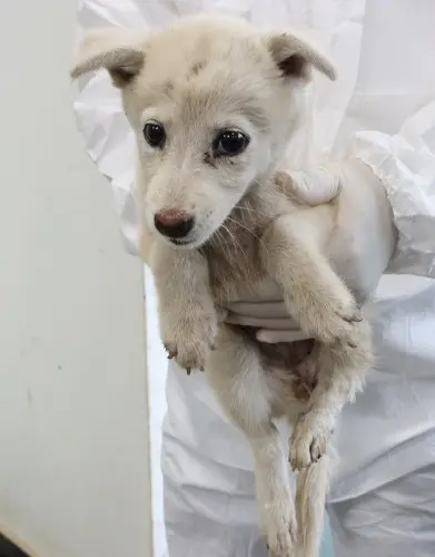 믹스견 보호중 사진
