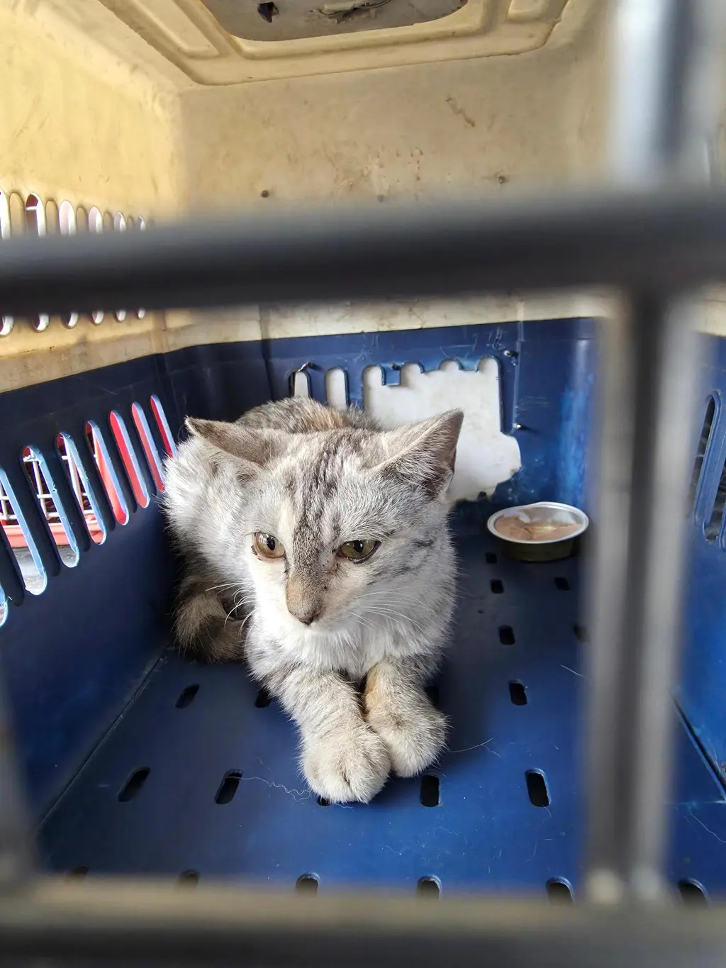 한국 고양이 보호중 사진
