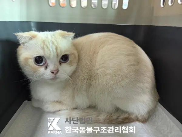 스코티시폴드 보호중 사진