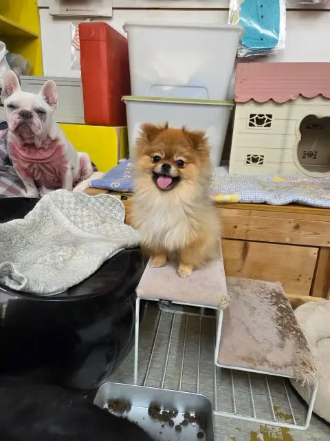 포메라니안 보호중 사진