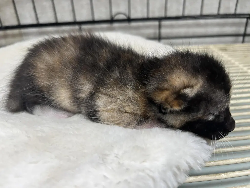 한국 고양이 보호중 사진