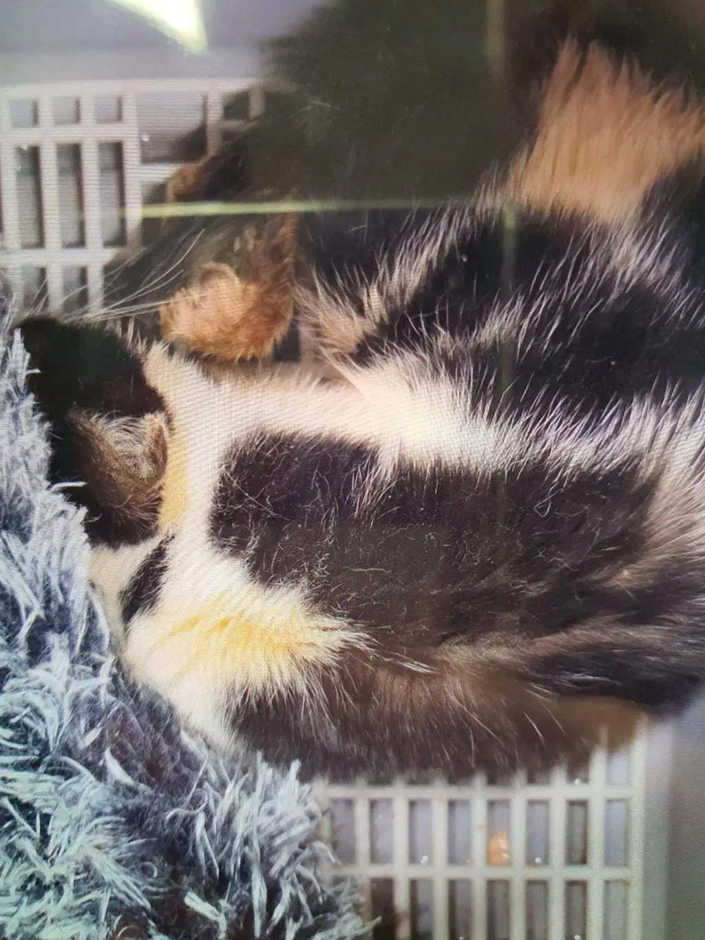 믹스묘 보호중 사진