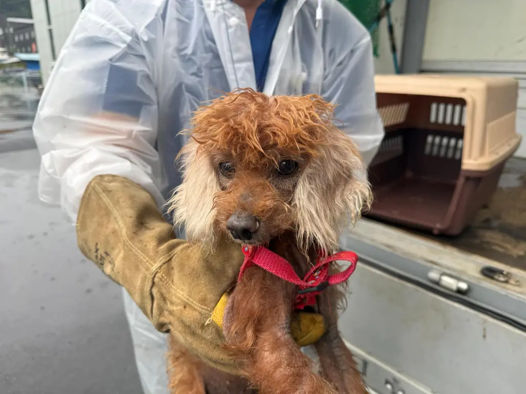 푸들 보호중 사진