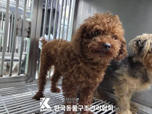 푸들 보호중 사진