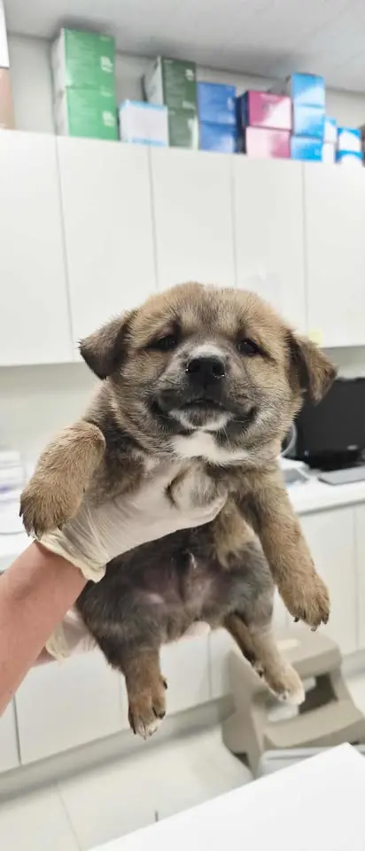 믹스견 보호중 사진