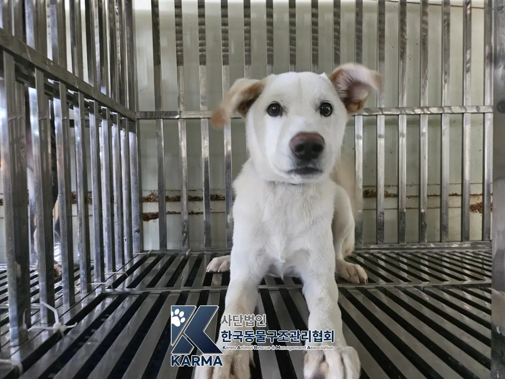 믹스견 보호중 사진
