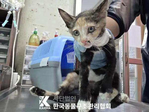 한국 고양이 보호중 사진