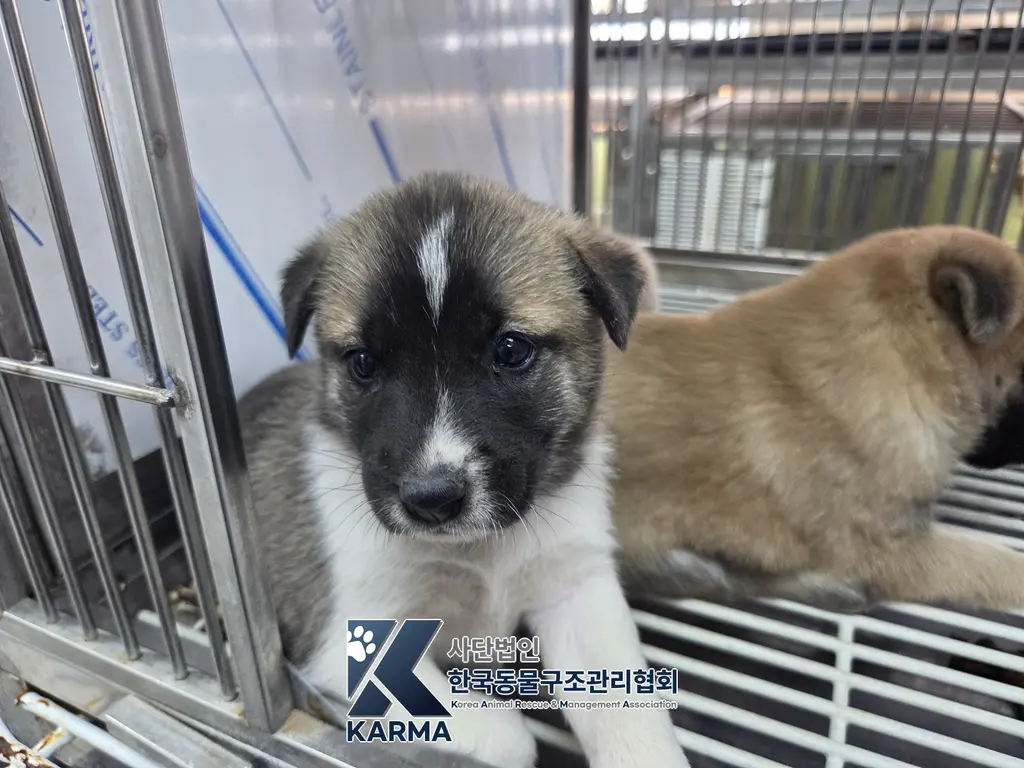 믹스견 보호중 사진