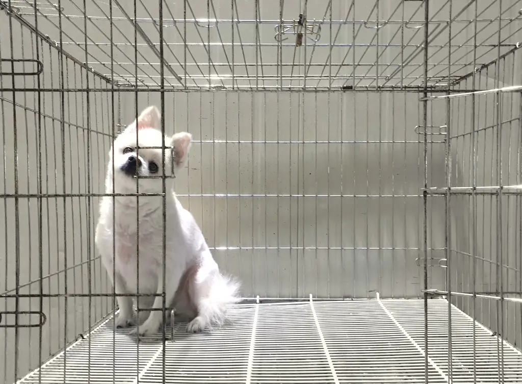 포메라니안 보호중 사진