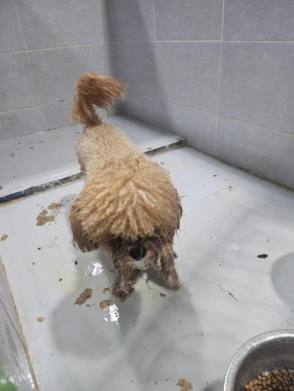 푸들 보호중 사진