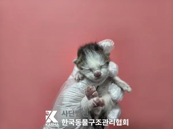 한국 고양이 보호중 사진