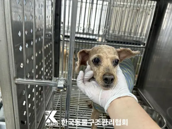 푸들 보호중 사진