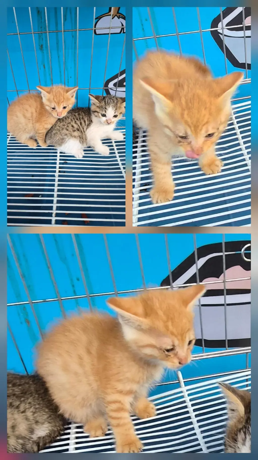 한국 고양이 보호중 사진