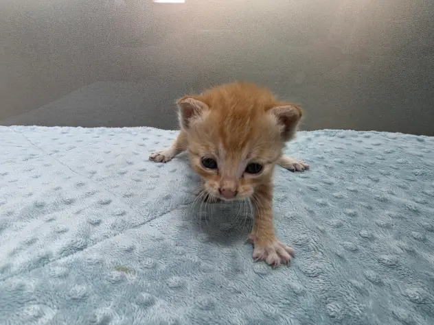 한국 고양이 보호중 사진