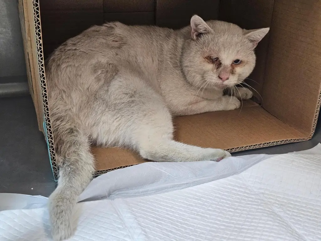 터키시 앙고라 보호중 사진