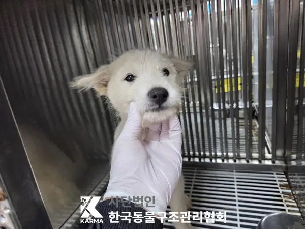 믹스견 보호중 사진