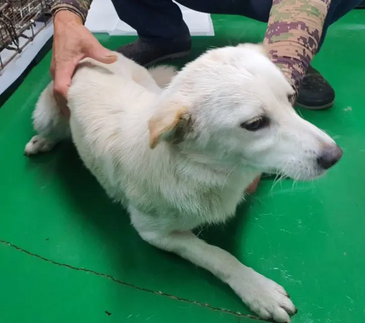 믹스견 보호중 사진