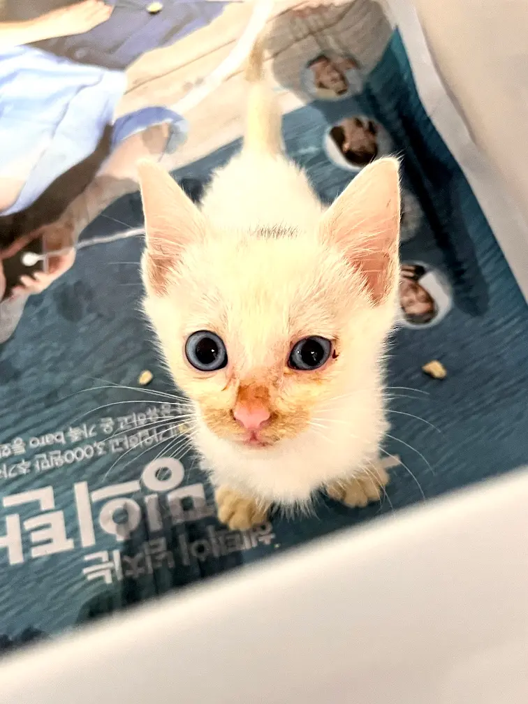 믹스묘 보호중 사진
