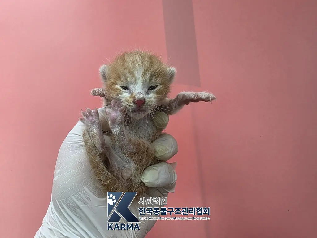 한국 고양이 보호중 사진