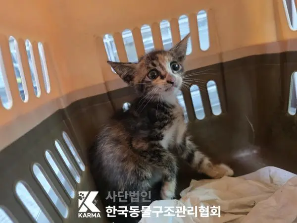 한국 고양이 보호중 사진