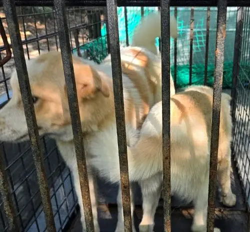 믹스견 보호중 사진