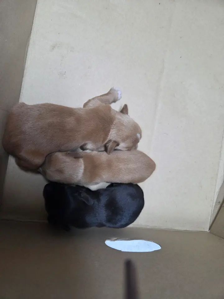 믹스견 보호중 사진
