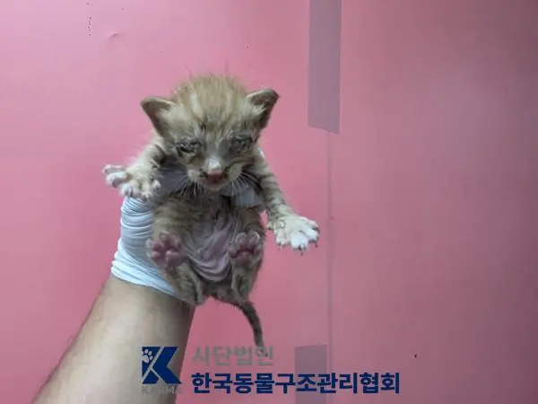 한국 고양이 보호중 사진