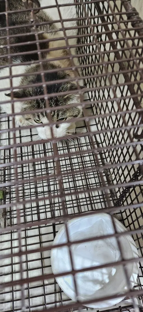 한국 고양이 보호중 사진