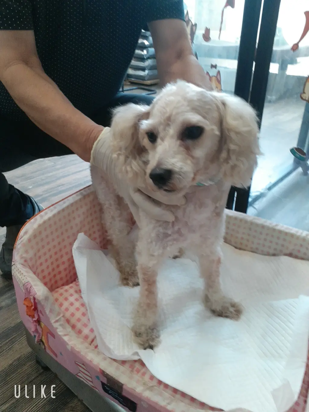 푸들 보호중 사진
