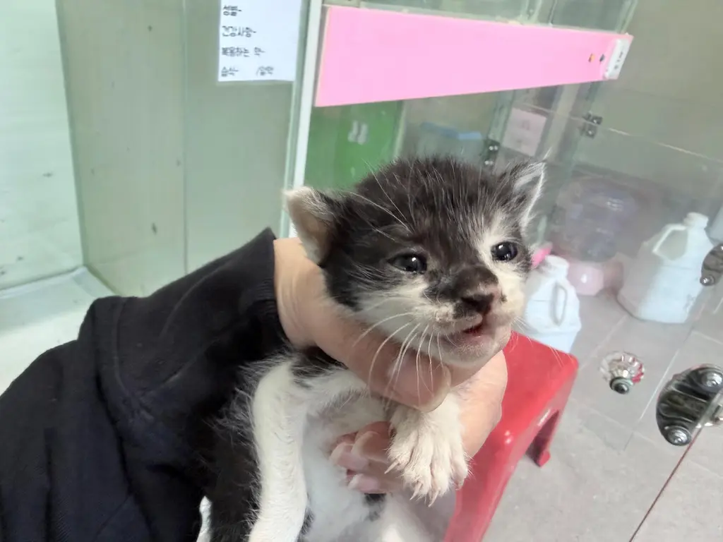 한국 고양이 보호중 사진