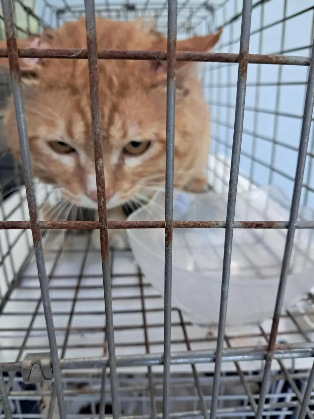 한국 고양이 보호중 사진