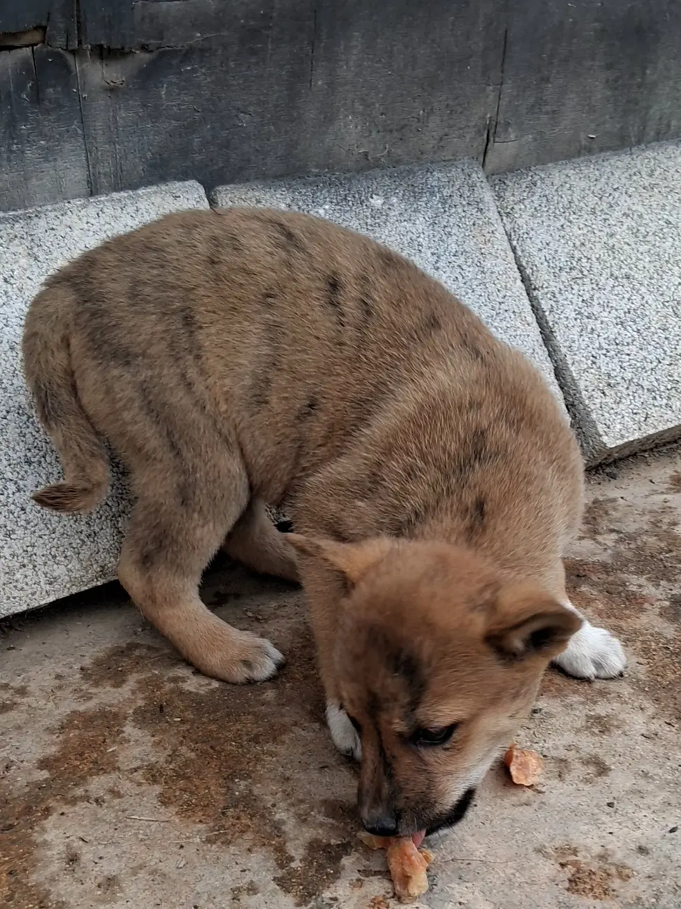 믹스견 보호중 사진