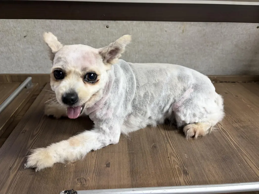 포메라니안 보호중 사진