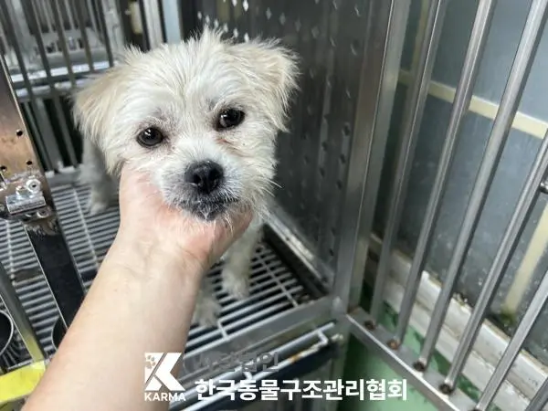 믹스견 보호중 사진