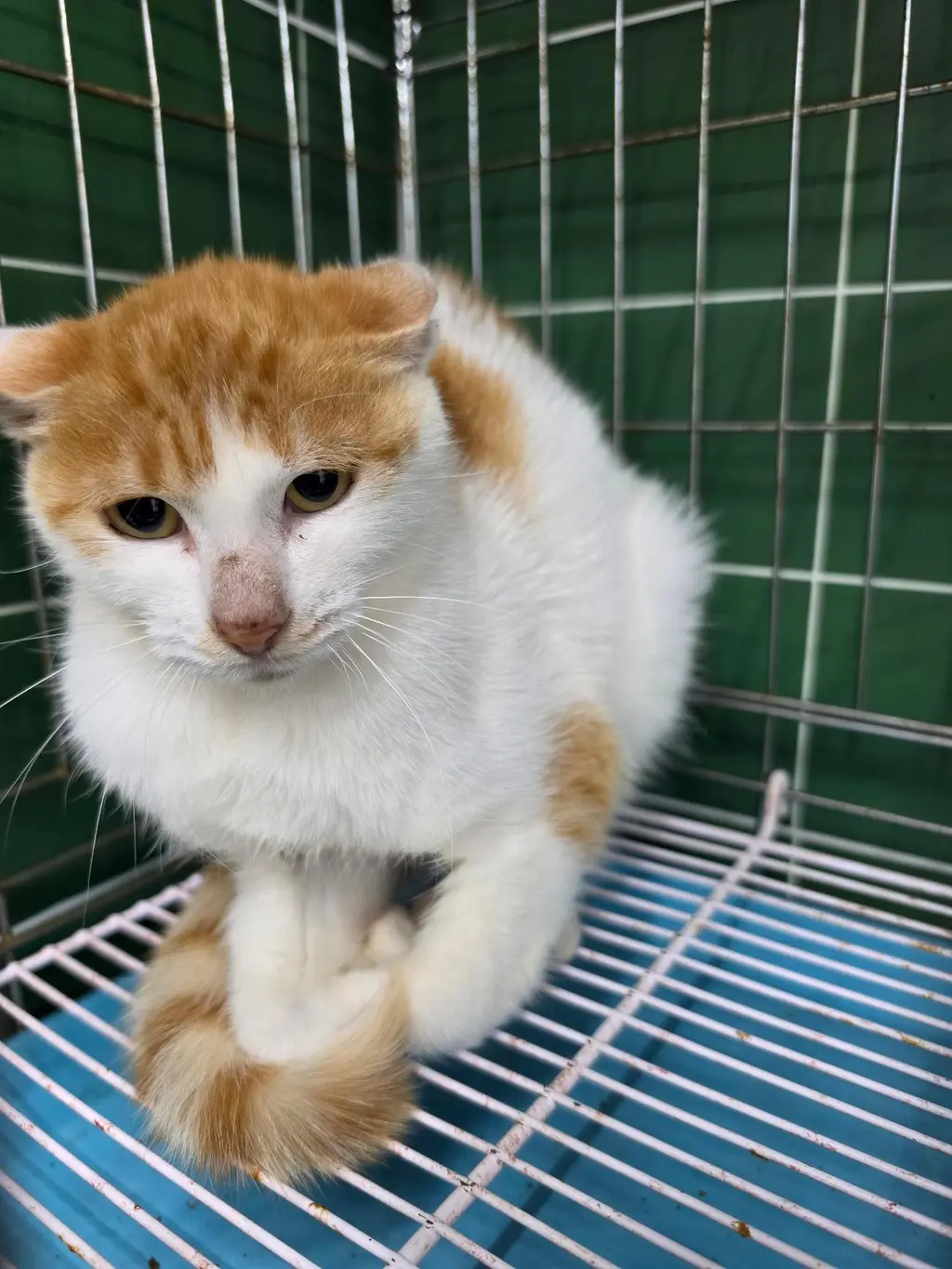 한국 고양이 보호중 사진