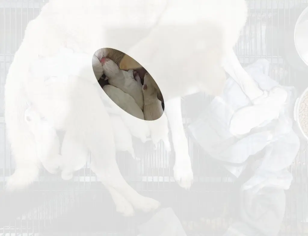 진도견 보호중 사진