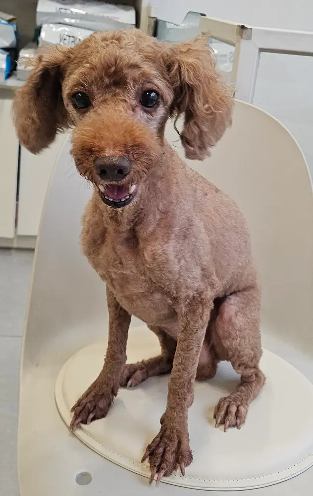 푸들 보호중 사진