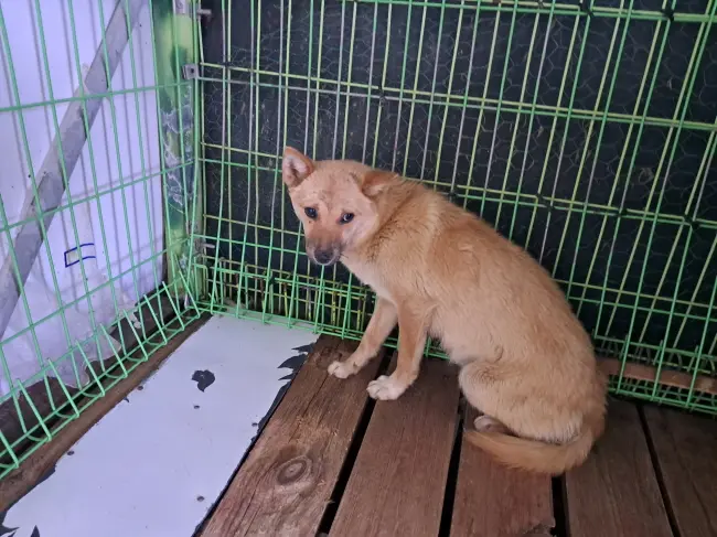 믹스견 보호중 사진